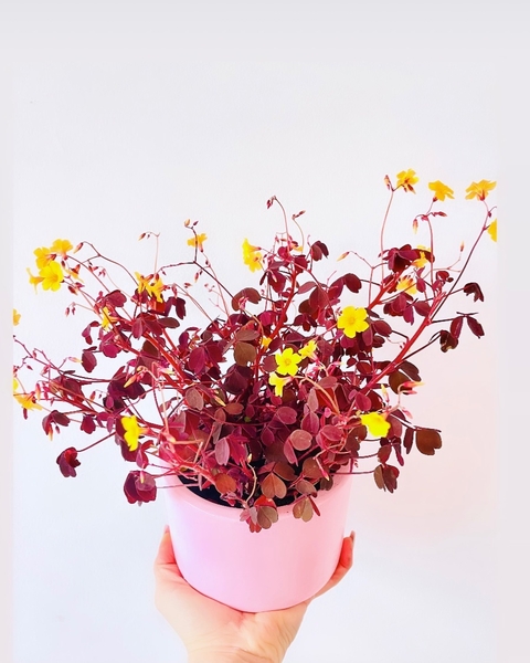 Oxalis con maceta