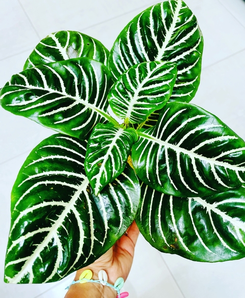 Aphelandra Squarrosa