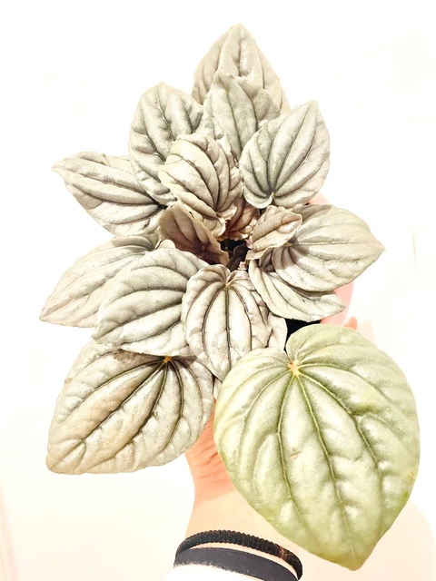 Peperomia Caperata Silver