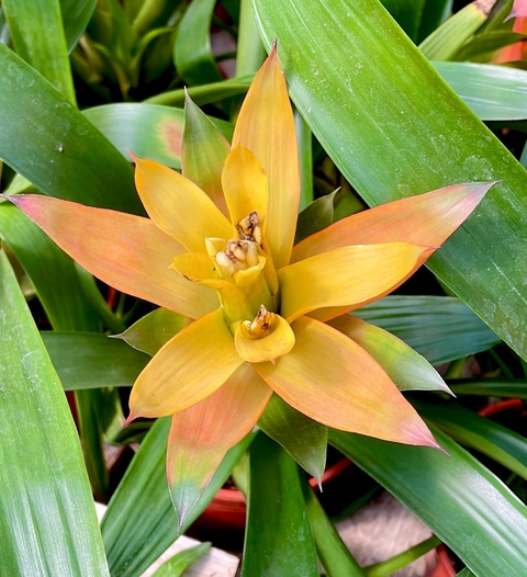 Guzmania Lingulata