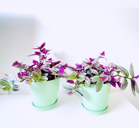 Tradescantia con maceta.