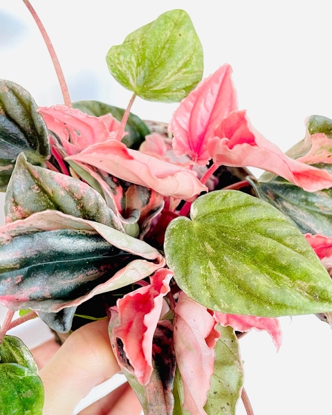 Peperomia Caperata Pink Lady