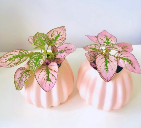 Hypoestes rosa con maceta