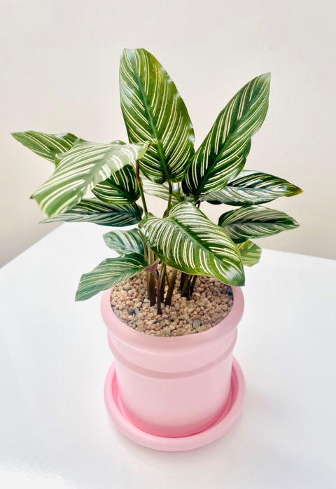 Calathea mil rayas con maceta Anix