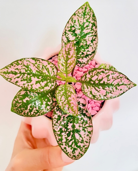 Hypoestes phyllostachya