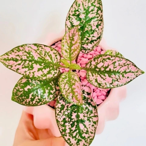 Hypoestes phyllostachya