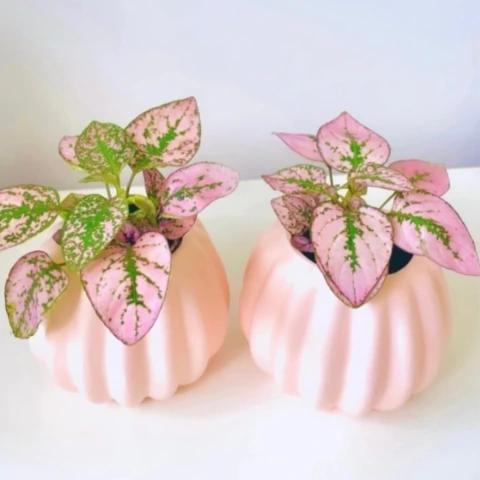 Hypoestes rosada + maceta