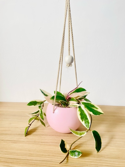 Maceta colgante