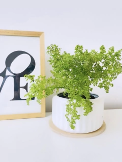 Pilea Microphylla en internet