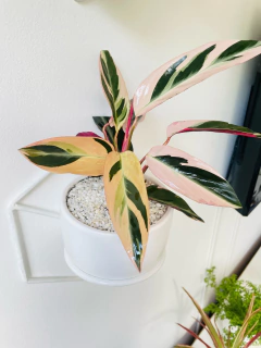 Portamaceta Colgante en rombo