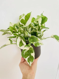 Potus Eio en internet