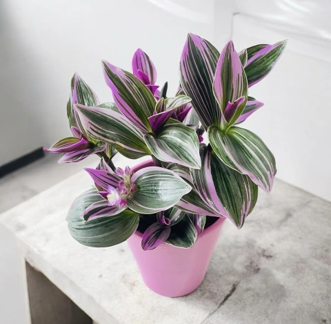 Tradescantia Nanouk + maceta barro