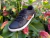 Urbana Vanner 283