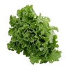 LECHUGA SIMPSON ORGÁNICA