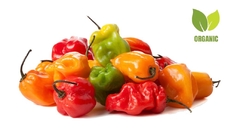 CHILE HABANERO ORGÁNICO