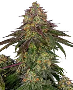 SWEET CHERRY KUSH SENSI SEEDS - comprar online