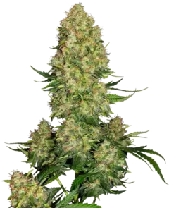 AUTO SKUNK #1 SENSI SEEDS