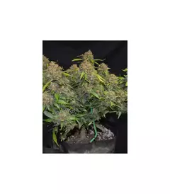 AUTO ZKITTLEZ X 4 en internet