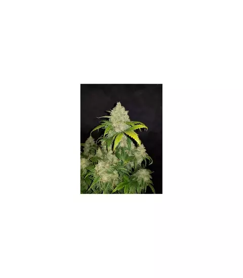 AUTO ZKITTLEZ X 4 - comprar online