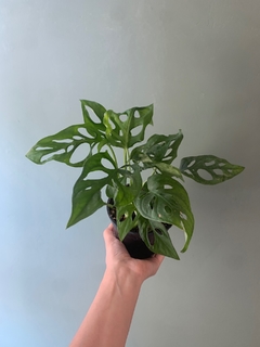 MONSTERA ADASONII baby