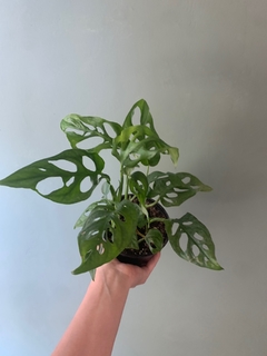 MONSTERA ADASONII baby - comprar online