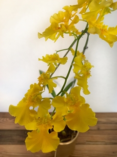 ONCIDIUM MAYFAIR TRINITY -sin flor en internet