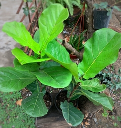 FICUS PANDURATA en internet