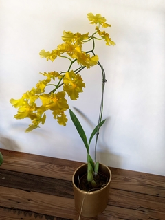 ONCIDIUM MAYFAIR TRINITY -sin flor