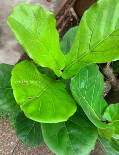 FICUS PANDURATA - comprar online
