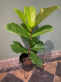 FICUS PANDURATA