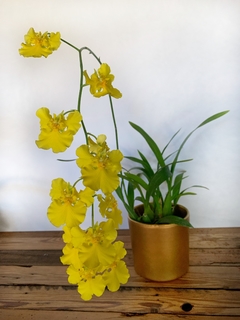 ONCIDIUM MAYFAIR TRINITY -sin flor - comprar online