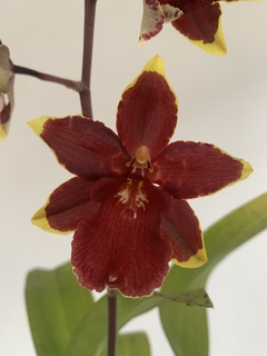 COLMANARA - Vivero Roots