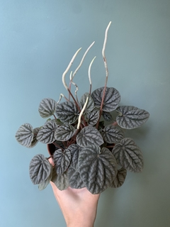 PEPEROMIA CAPERATA en internet