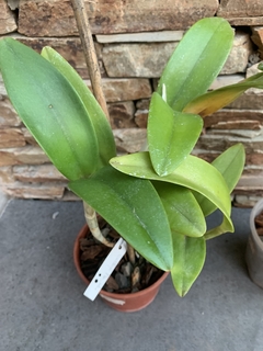 CATTLEYA (sin identificar) - Grandes SIN FLOR - Amarillas