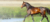 Carrusel BIOT Cosmética Veterinária