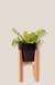 Set areca s - tienda online