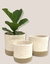 Cesto camelia