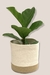 Cesto camelia - Magnolia deco plantas