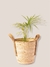 Cesto lila - comprar online