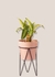 Set margarita - Magnolia deco plantas