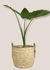 Cesto lila - comprar online