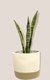 Cesto camelia - tienda online