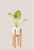 Set areca l