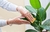Brillo foliar fertifox - comprar online