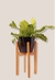 Set areca m