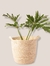 Cesto palma - comprar online