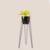 Set begonia negro en internet