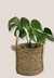 Cesto lola - Magnolia deco plantas