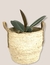 Cesto lila - Magnolia deco plantas