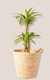 Cesto palma - Magnolia deco plantas